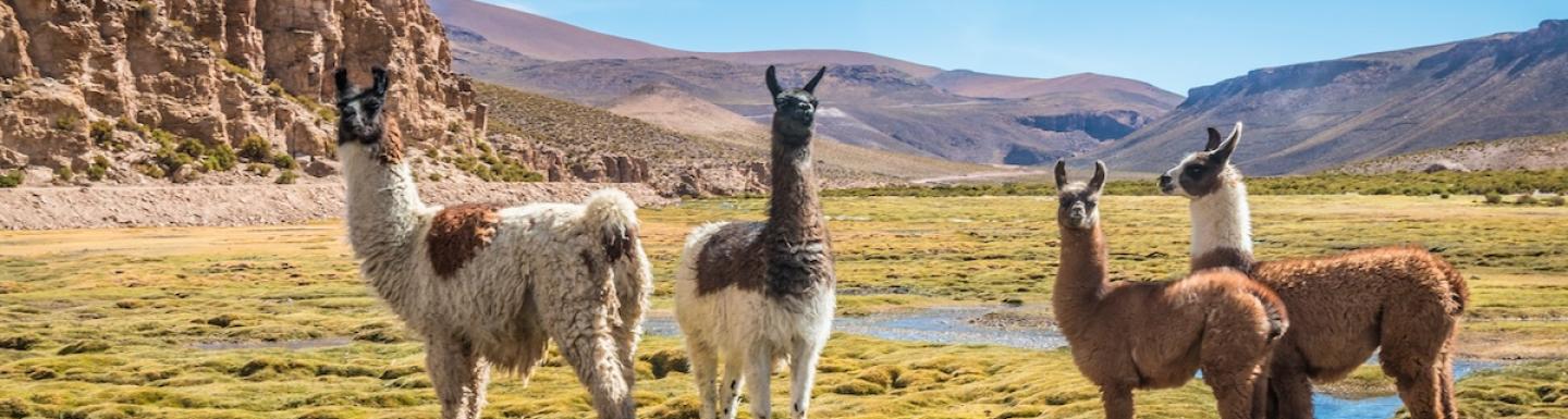 4 llamas standing in a field of short grass with mountains and a blue sky in the background