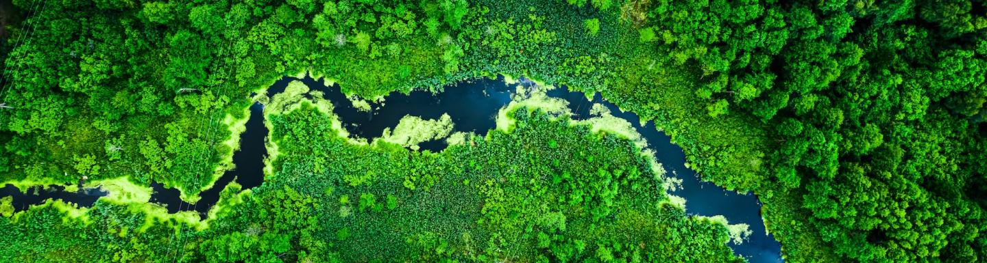 blooming algae on green river, aerial view