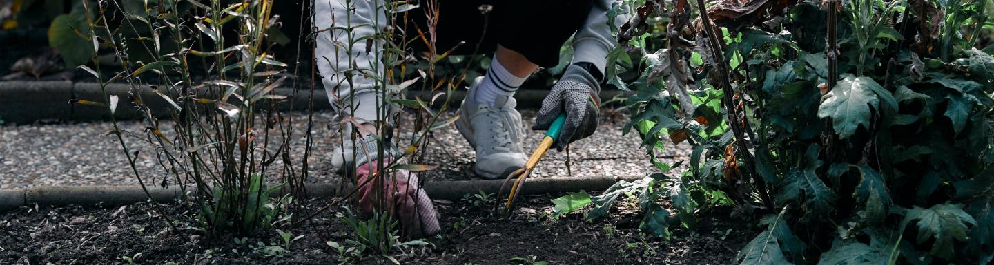 closeup of person gardening