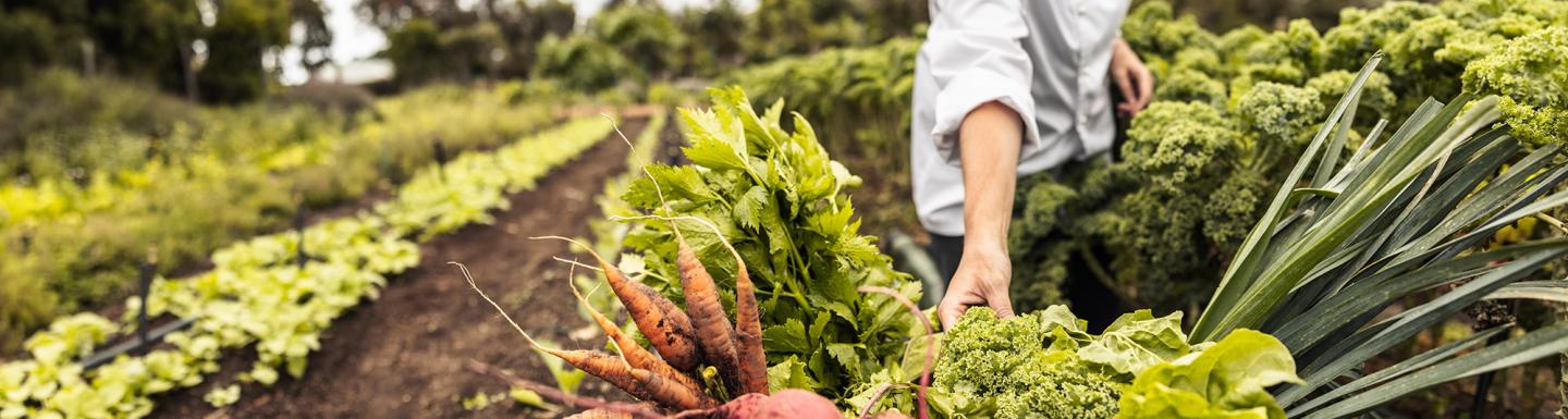 Chef harvesting fresh vegetables on a farm