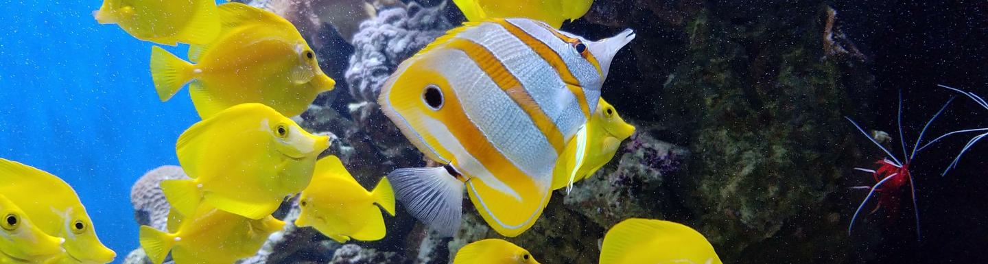 A school of yellow fish swimming next to coral