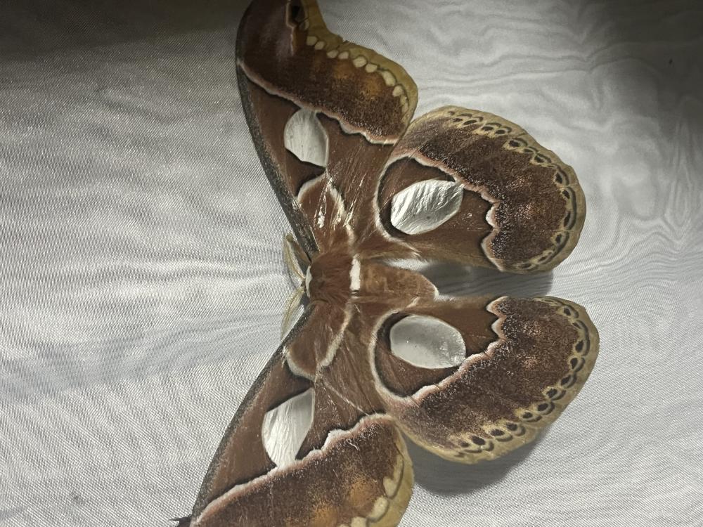A brown moth with white spots