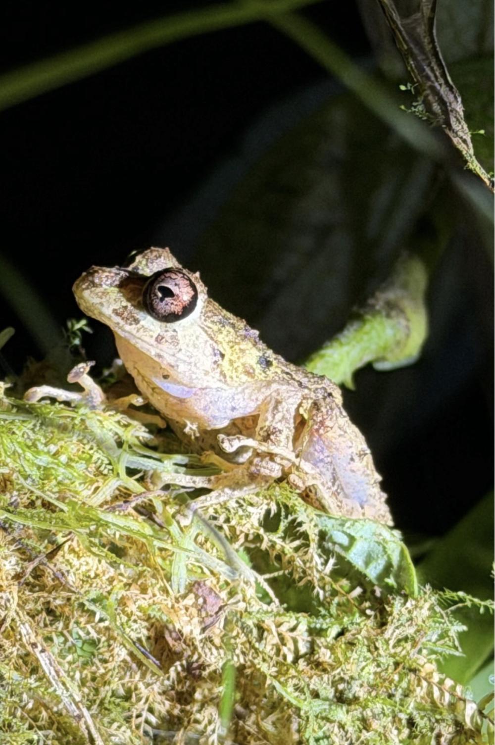 A frog standing on a patch of moss