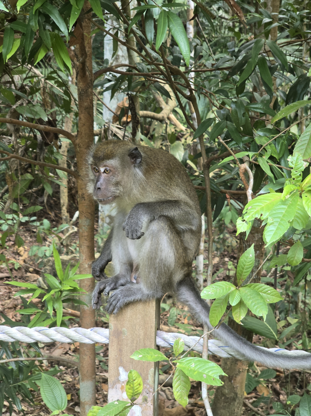 A monkey 