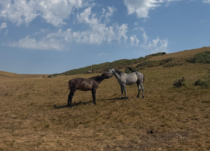 Two Horses standing in a feild