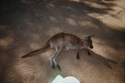 Young kangaroo laying down