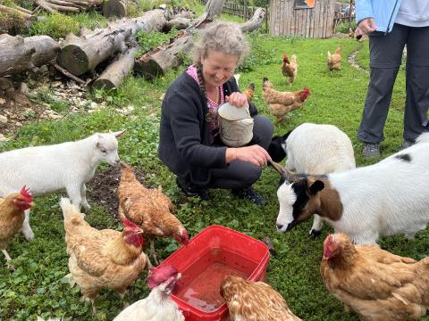 Person with braided hair and a pink shirt feeds chickens and baby goats