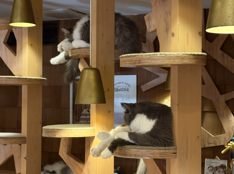 two cats resting on a cat tree in a cat cafe