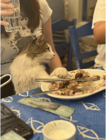 a cat sits in front of a plate at the dinner table