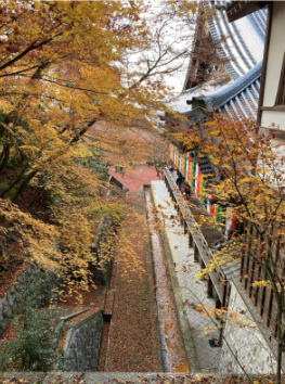 orange and red leaves cover most of the photo, there are outlines of buildings in the background
