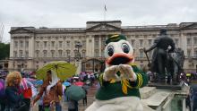 Duck at Buckingham Palace