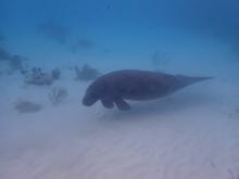 Photo of a manatee swimming 