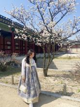 A person in traditional Korean hanbok standing under a blooming cherry tree at Gyeongbokgung Palace.