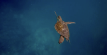 Sea turtle swimming in the ocean.