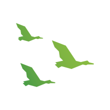 Three green ducks flying
