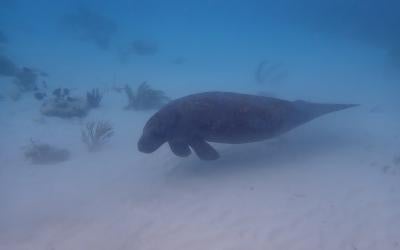 Photo of a manatee swimming 