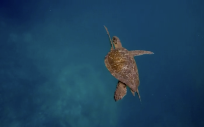 Sea turtle swimming in the ocean.